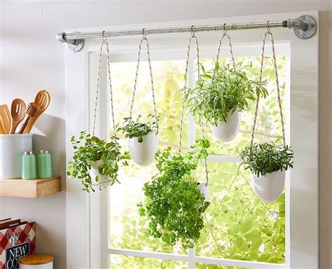 hanging plants outside window